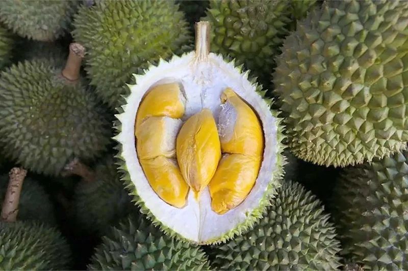 an sau rieng co tot khong