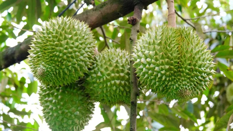 an sau rieng co tot khong